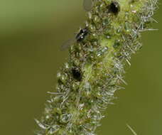 Слика од Brachycaudus (Prunaphis) cardui (Linnaeus 1758)