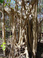 Ficus cotinifolia Kunth的圖片