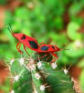 Image of <i>Probergrothius sanguinolens</i>