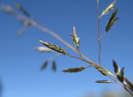 Image of Australian lovegrass