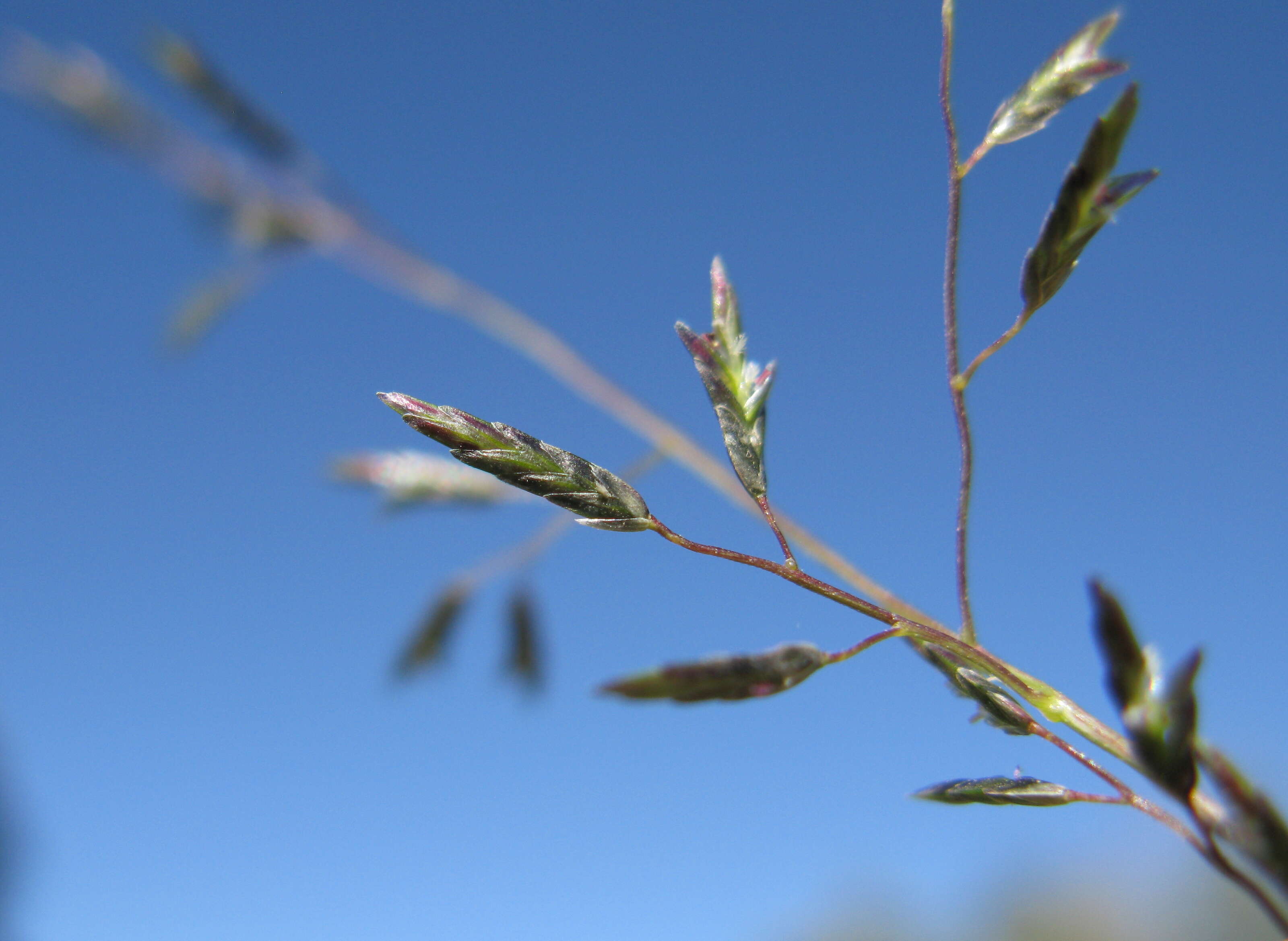 Image of Australian lovegrass