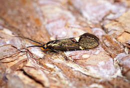 Image of Esperia sulphurella