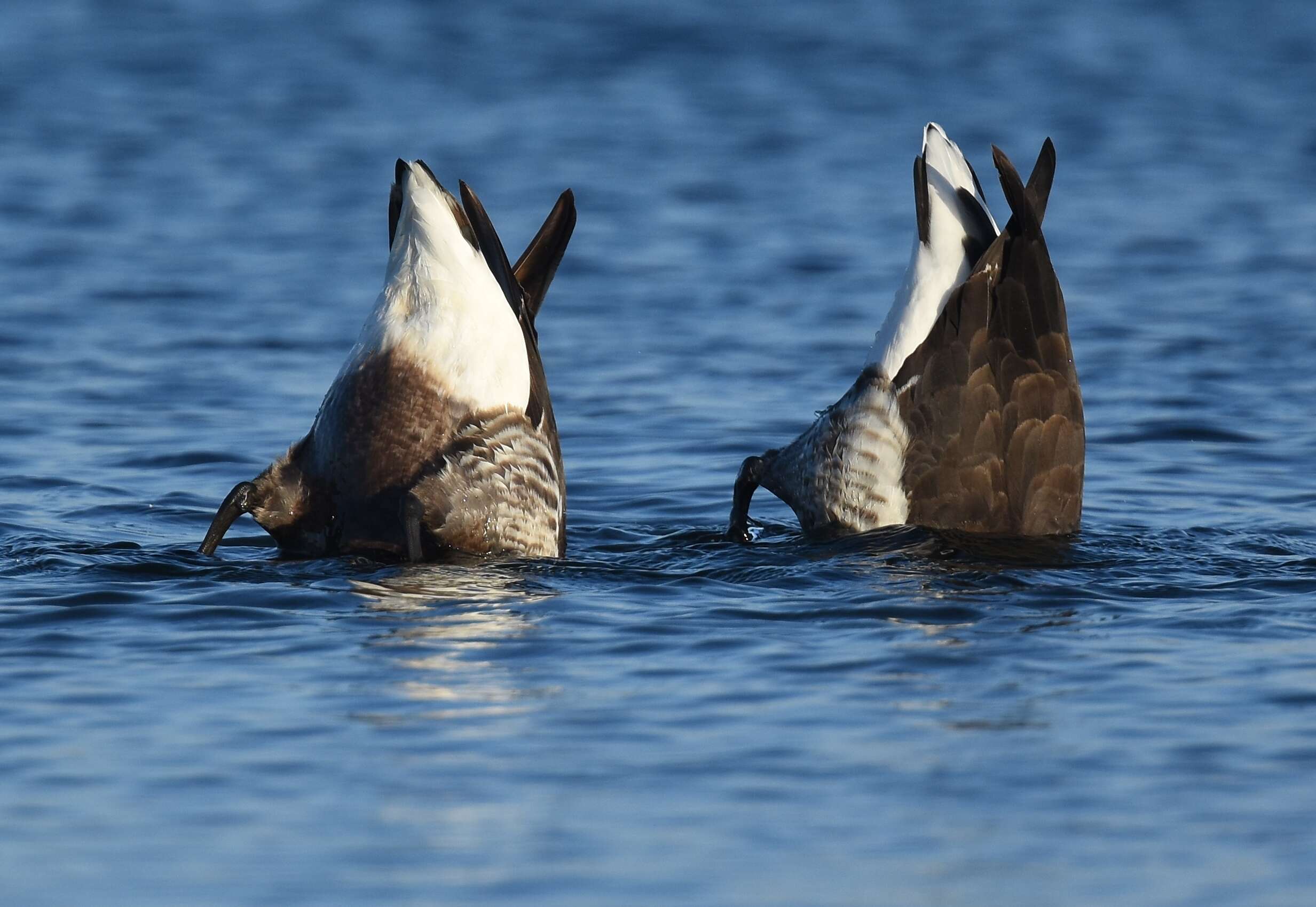 Image of Grey-bellied Brent Goose