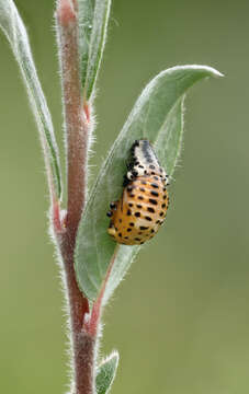 Image of Chrysomela populi