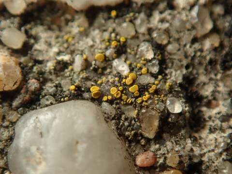 Image of Hidden goldspeck lichen