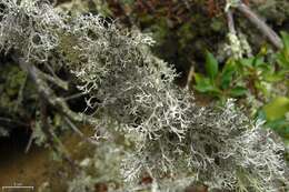 Image of light and dark lichen