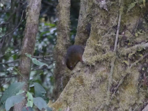 Plancia ëd Paraxerus cooperi Hayman 1950