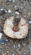 Imagem de Lepiota brunneolilacea Bon & Boiffard 1972