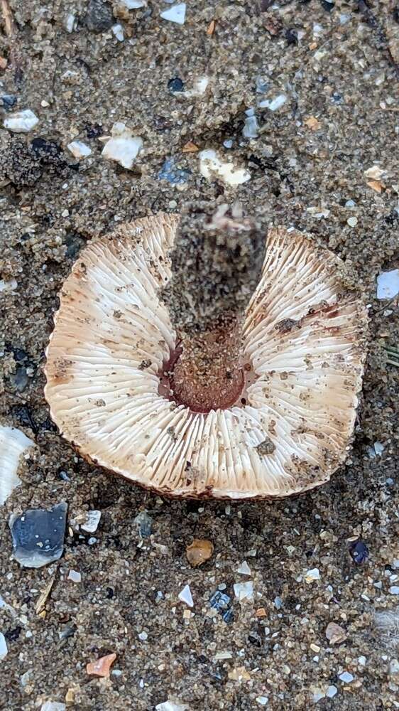 Imagem de Lepiota brunneolilacea Bon & Boiffard 1972