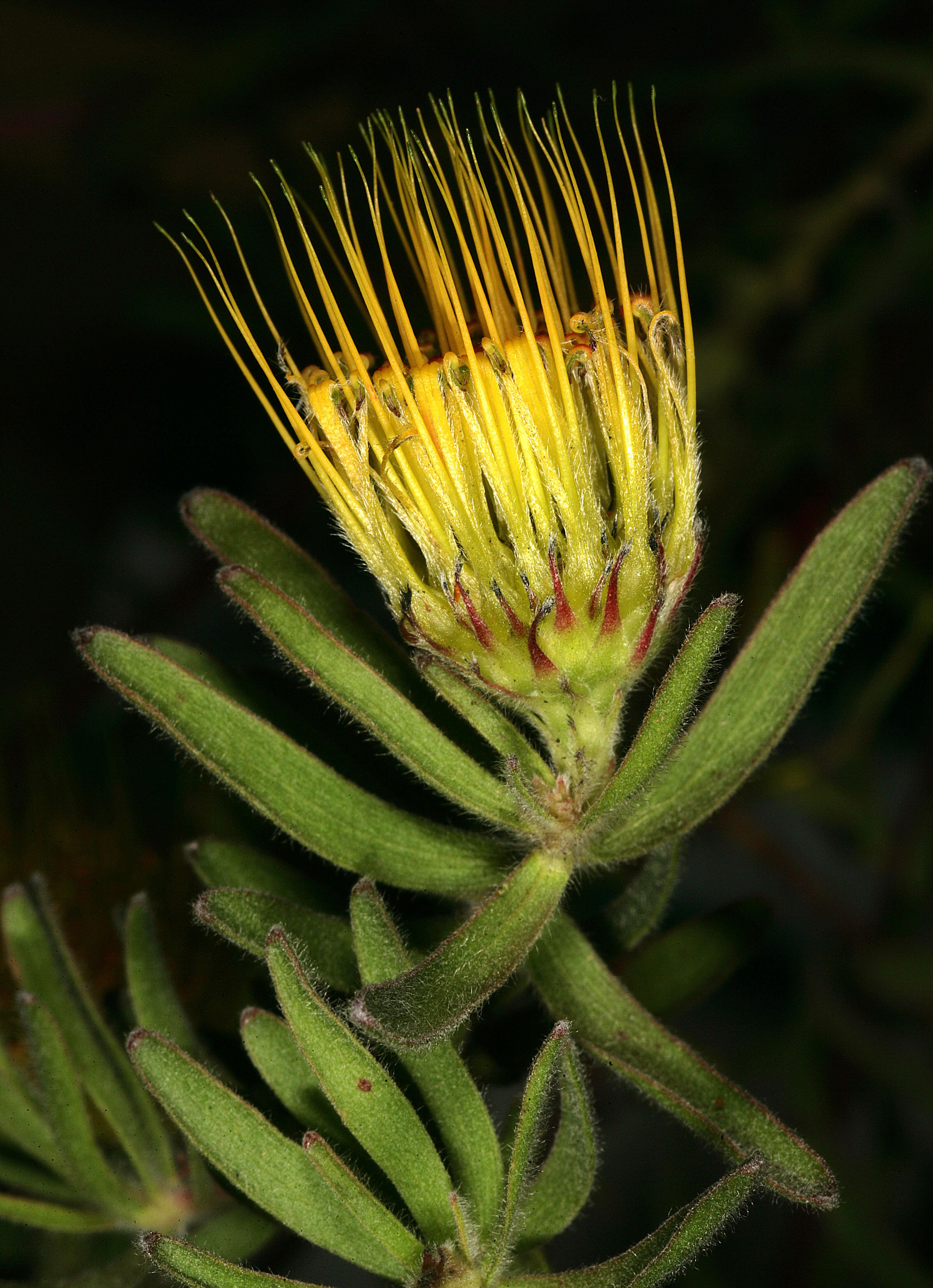 Imagem de Leucospermum gracile (Salisb. ex Knight) Rourke