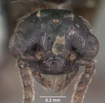 Image of Crematogaster lineolata (Say 1836)