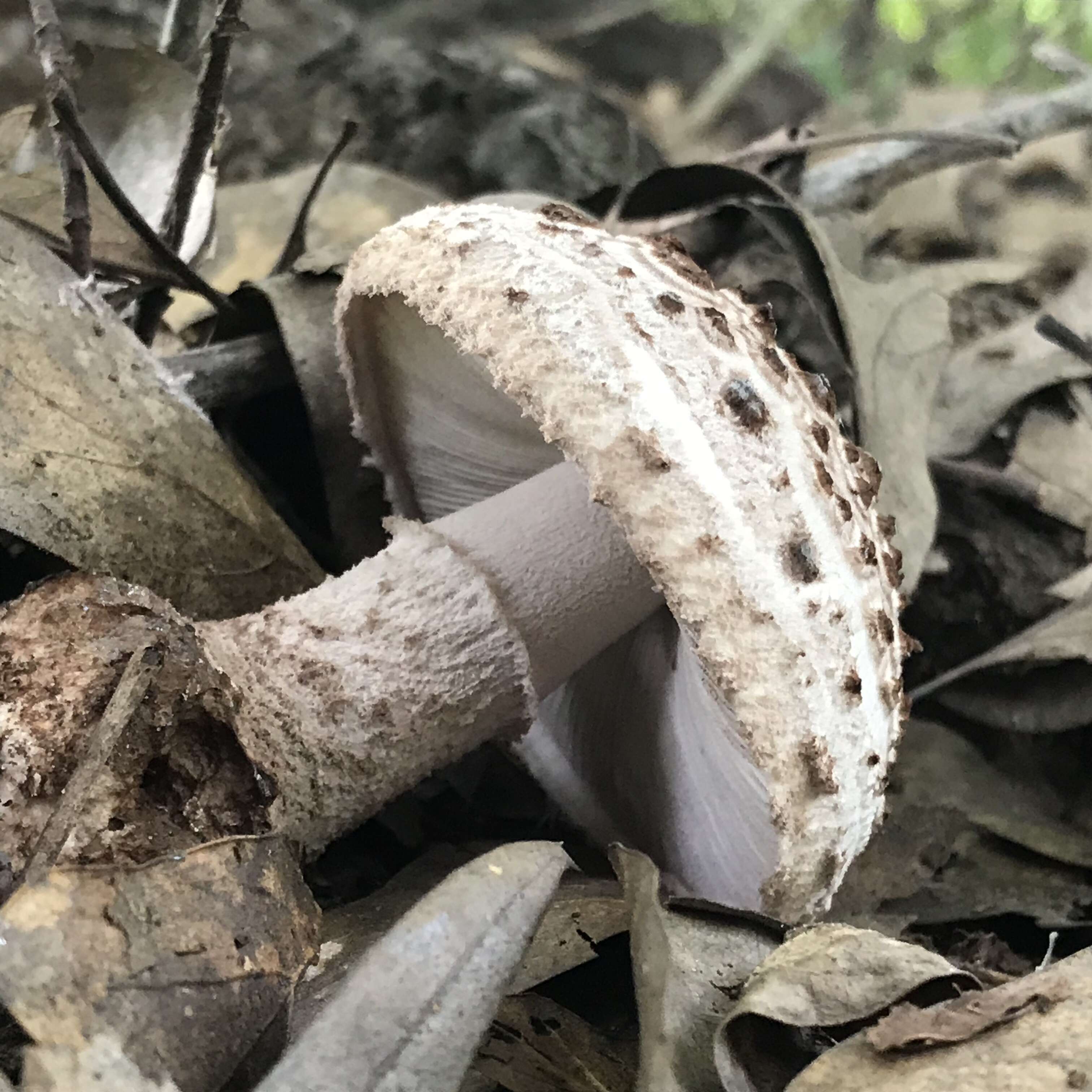 Plancia ëd Amanita westii (Murrill) Murrill 1945