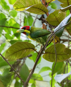 Image of Blue-moustached Barbet