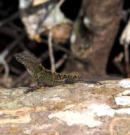 Image of Bueycito Anole