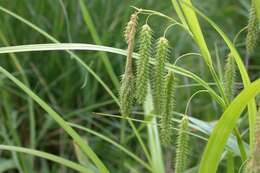 Image of Carex dimorpholepis Steud.