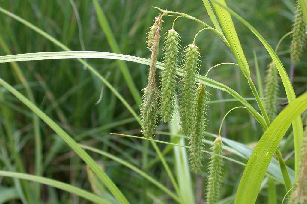 Plancia ëd Carex dimorpholepis Steud.