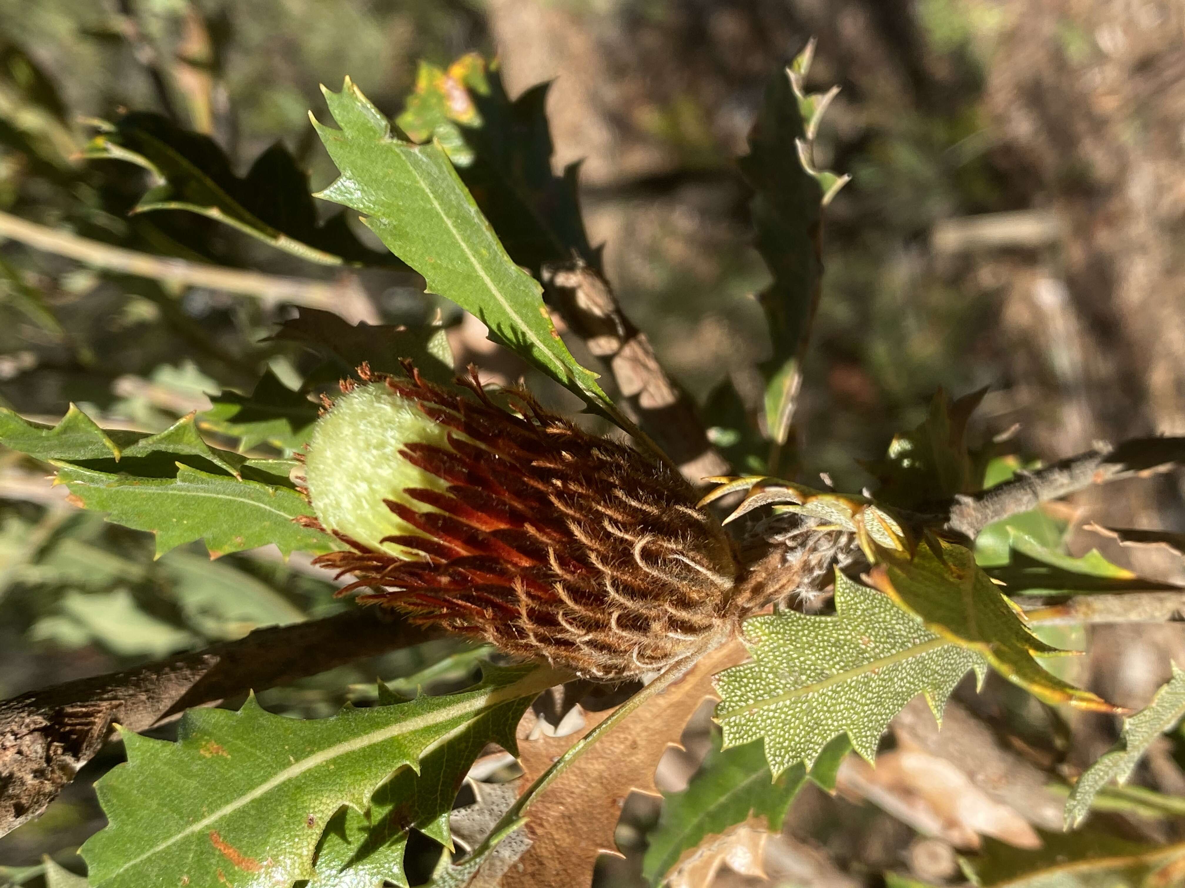 Image of Banksia heliantha A. R. Mast & K. R. Thiele