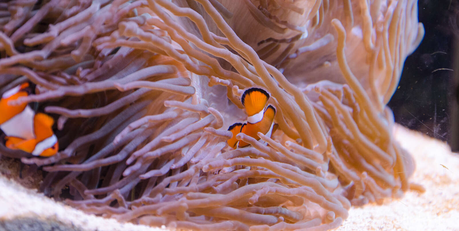 Image of Common clownfish