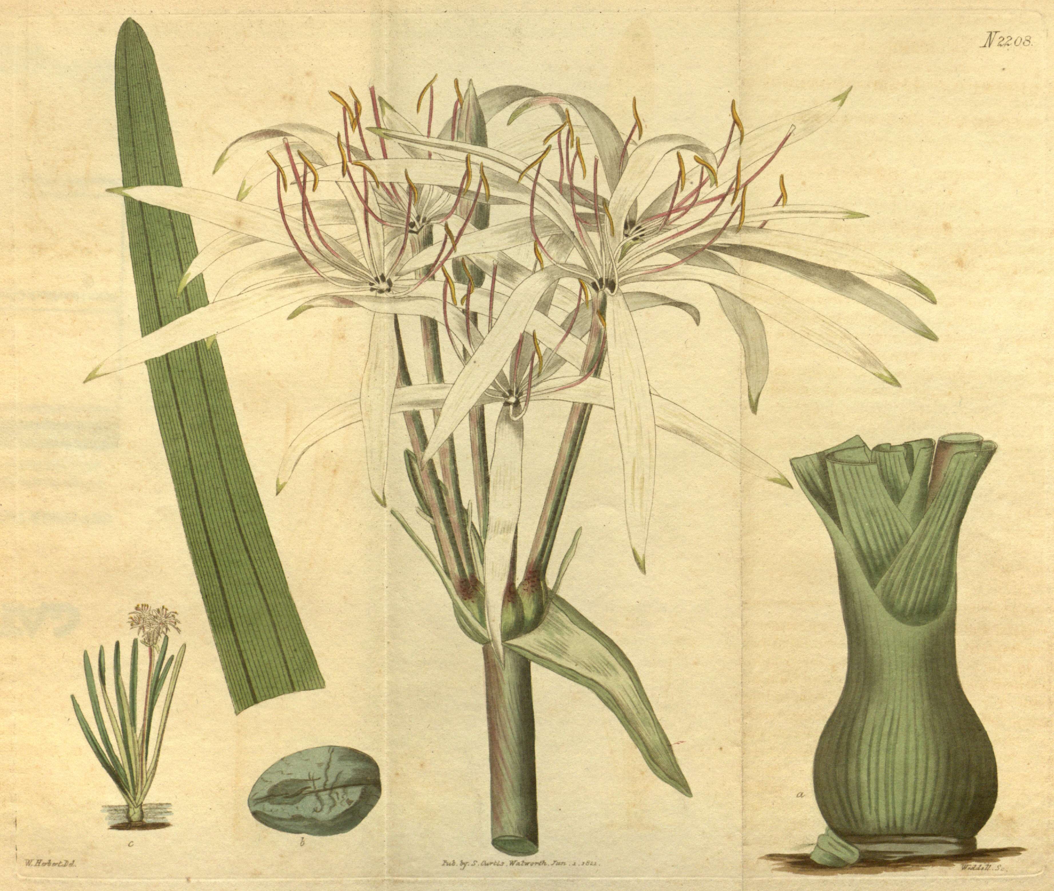 Слика од Crinum viviparum (Lam.) R. Ansari & V. J. Nair