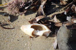 Image of Anemone Cone