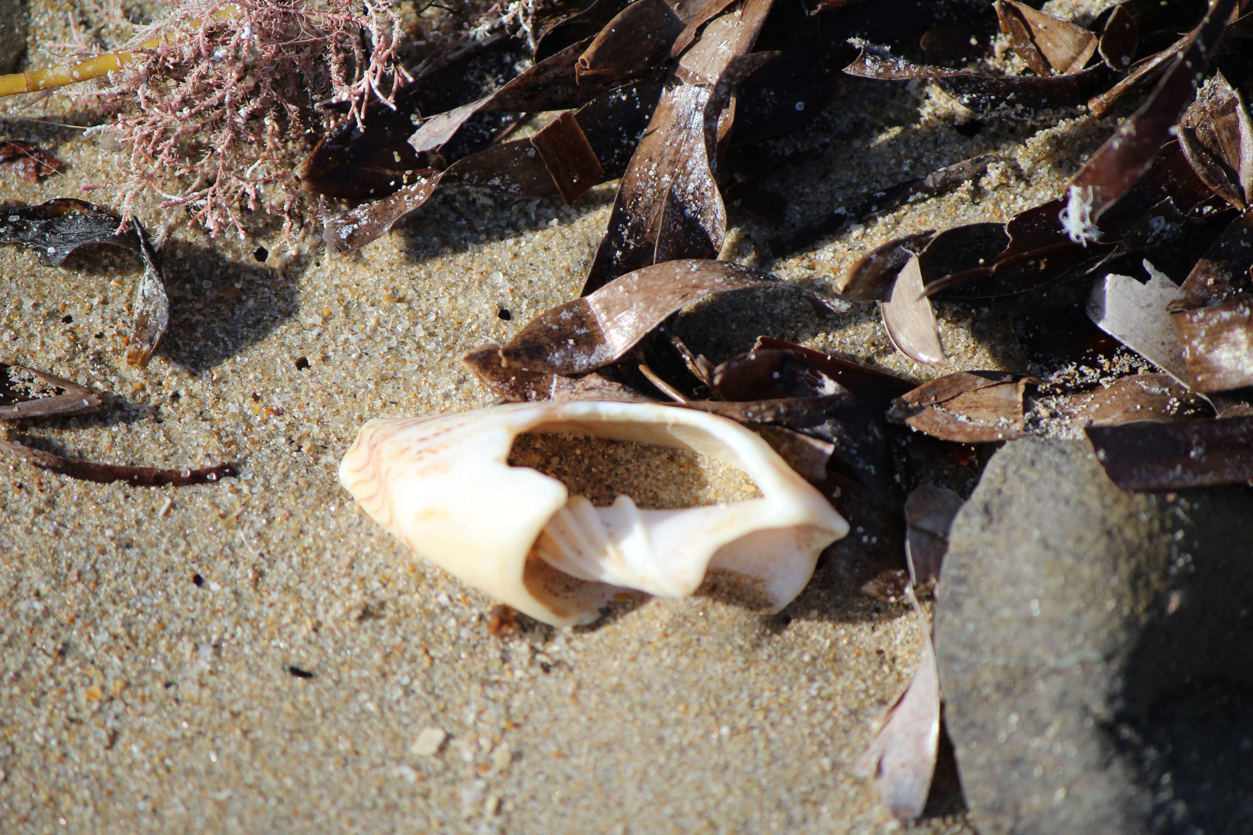 Image of Anemone Cone