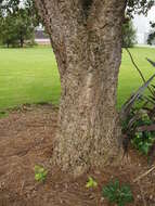 Image of Cork Oak