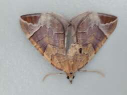 Image of Chevron Moth