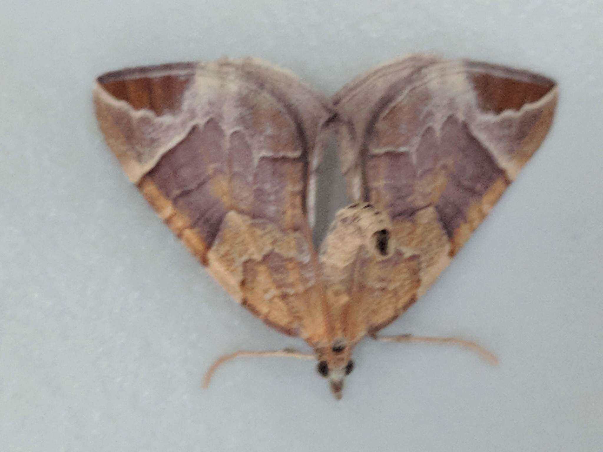 Image of Chevron Moth