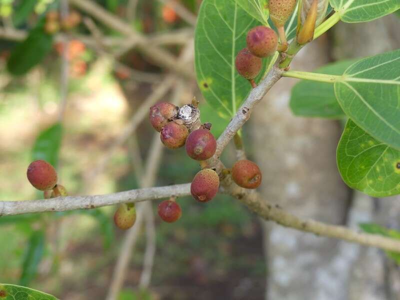 Ficus cotinifolia Kunth的圖片