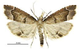 صورة Diplopseustis perieresalis Walker 1859