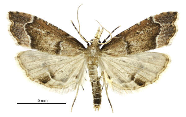 صورة Diplopseustis perieresalis Walker 1859