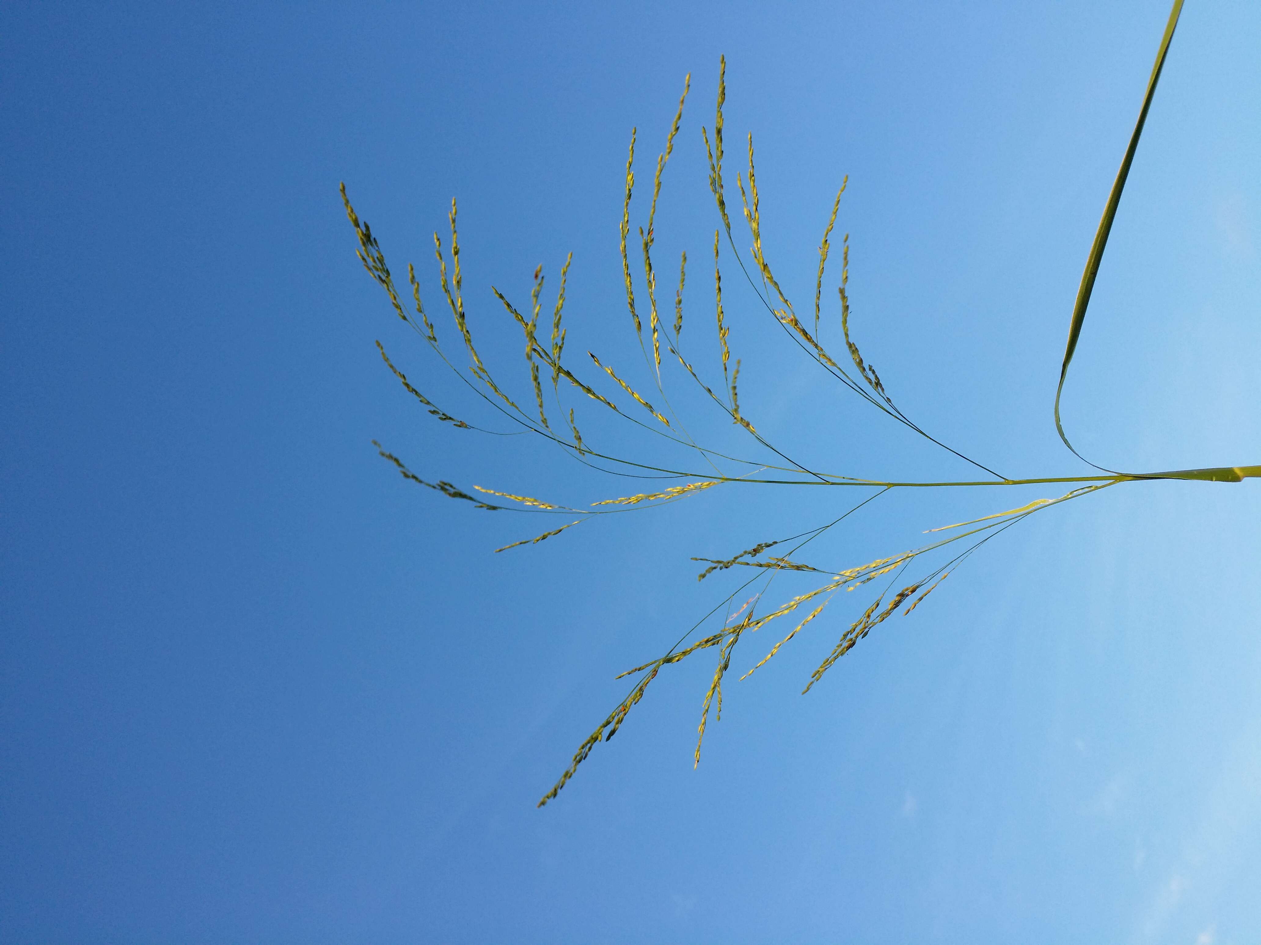 Panicum dichotomiflorum Michx. resmi