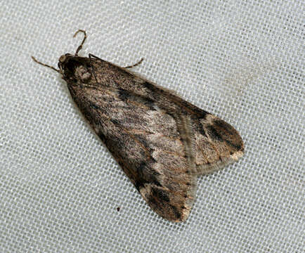 Image of march moth