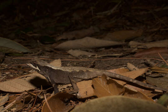 Image of Ota's mountain lizard