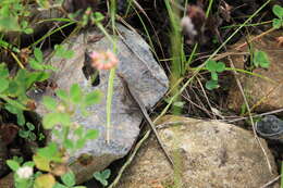 Image of Derjugin's lizard