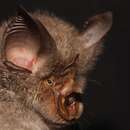 Image of Smithers' Horseshoe Bat