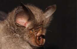 Image of Smithers' Horseshoe Bat