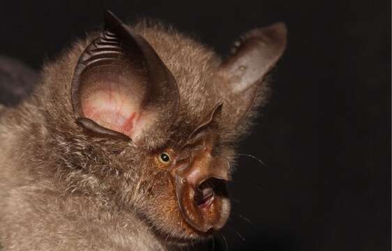 Imagem de Rhinolophus smithersi Taylor, Stoffberg, Monadjem, Schoeman, Bayliss & Cotterill 2012