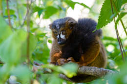 Image of Red-bellied Lemur