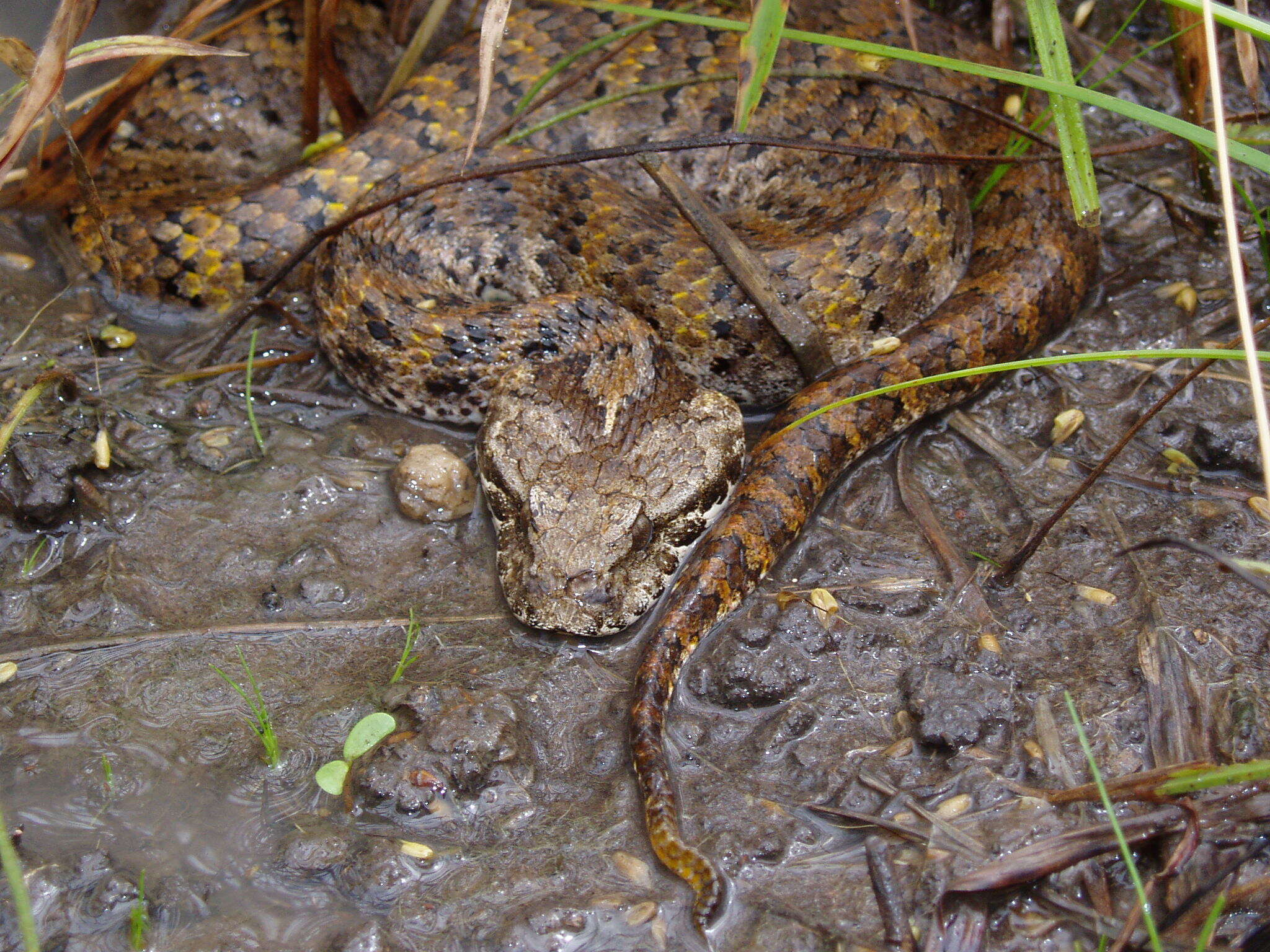 Image of Northern death adder