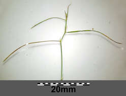 Image of Hairlike Pondweed