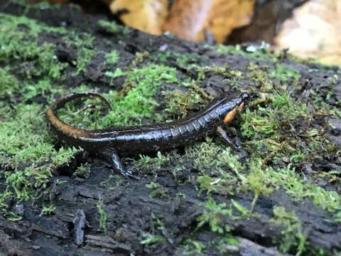 Image of Ocoee Dusky Salamander