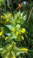 Image of late-flowering yellow rattle