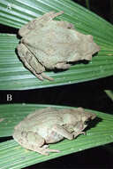 Image of Lily Rodriguez’s Beaked Toad