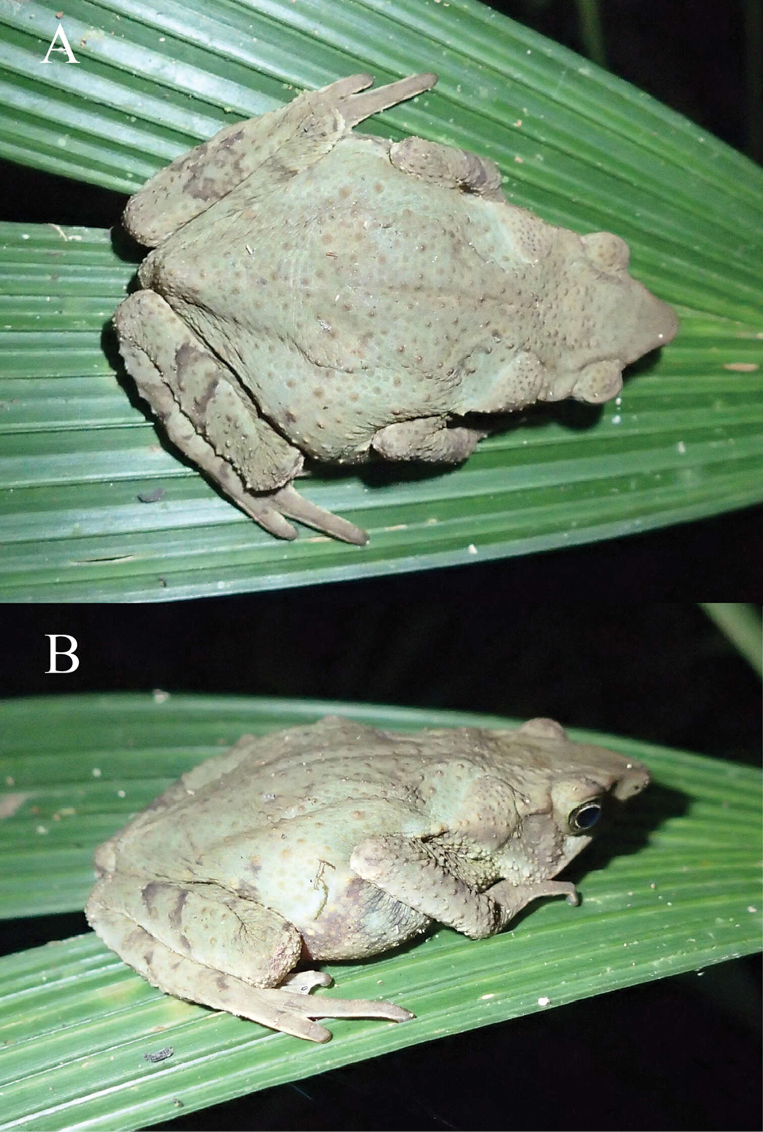 Image of Lily Rodriguez’s Beaked Toad