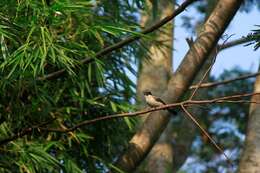 Image of Sooty-headed Bulbul