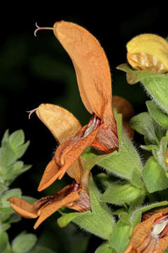 Salvia aurea L. resmi