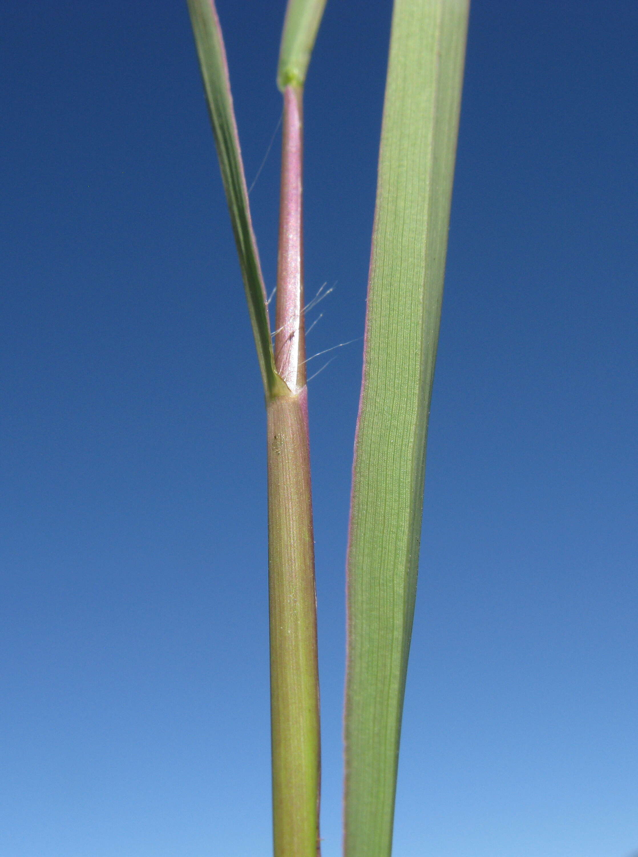 Image of Golden velvet grass