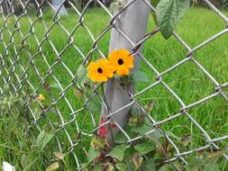 Image of blackeyed Susan vine