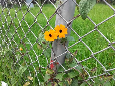 Image of blackeyed Susan vine